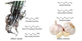Attēlu rezultāti vaicājumam “Allium sativum fruit”