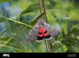 Attēlu rezultāti vaicājumam “Catocala pacta”