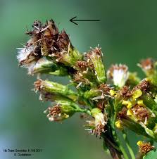 Attēlu rezultāti vaicājumam “Eucosma aspidiscana”