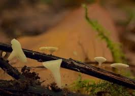 Attēlu rezultāti vaicājumam “Hymenoscyphus sp.”