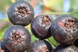 Attēlu rezultāti vaicājumam “Typha latifolia fruit”