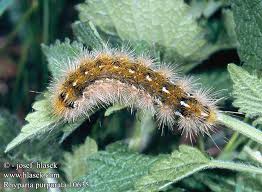 Attēlu rezultāti vaicājumam “Rhyparia purpurata”