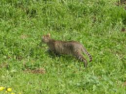 Attēlu rezultāti vaicājumam “Felis silvestris catus adult”