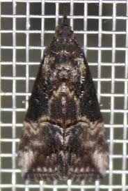 Attēlu rezultāti vaicājumam “Hypatima rhomboidella”