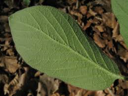 Attēlu rezultāti vaicājumam “Lonicera xylosteum leaf”