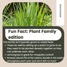 Attēlu rezultāti vaicājumam “Gramineae”