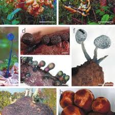 Attēlu rezultāti vaicājumam “Diderma montanum var. album stalked”