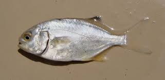 Image result for Trachinotus carolinus