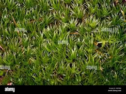 Attēlu rezultāti vaicājumam “Dicranum majus”