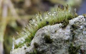 Attēlu rezultāti vaicājumam “Seligeria donniana”