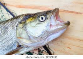 Image result for Aspius aspius