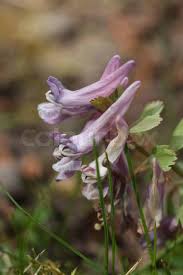Attēlu rezultāti vaicājumam “Corydalis cava flower”