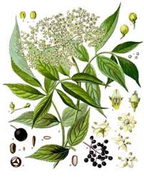Attēlu rezultāti vaicājumam “Sambucus nigra”