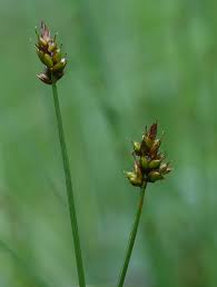 Attēlu rezultāti vaicājumam “Carex chordorrhiza”