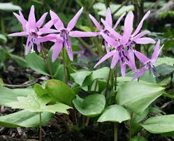 Attēlu rezultāti vaicājumam “Erythronium sibiricum”