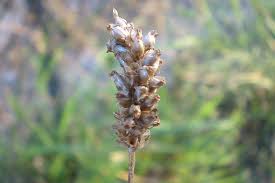 Attēlu rezultāti vaicājumam “Plantago lanceolata”