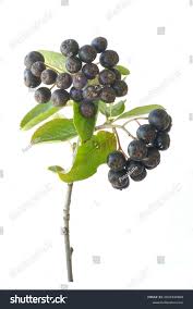 Attēlu rezultāti vaicājumam “x Sorbaronia fallax”