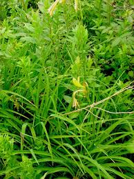 Attēlu rezultāti vaicājumam “Hemerocallis lilioasphodelus”