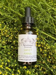 Image result for Artemisia annua