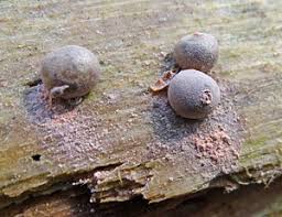 Attēlu rezultāti vaicājumam “Lycogala ustulatum macro”