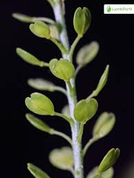 Attēlu rezultāti vaicājumam “Lepidium densiflorum fruit”