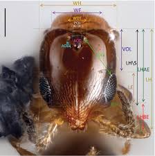 「カリーナ・モク DARKER THAN BLACK -黒の契約者-」の画像検索結果