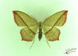 Attēlu rezultāti vaicājumam “Timandra comae”