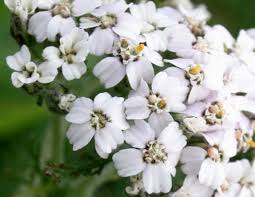 Attēlu rezultāti vaicājumam “Achillea millefolium flower”