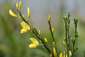 Image result for Cytisus scoparius
