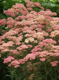 Attēlu rezultāti vaicājumam “Achillea salicifolia flower”