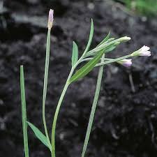 Attēlu rezultāti vaicājumam “Epilobium palustre”
