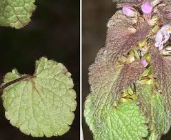 Attēlu rezultāti vaicājumam “Lamium purpureum leaf”