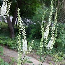 Image result for Silberkerze