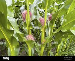 Attēlu rezultāti vaicājumam “Zea mays female flower”