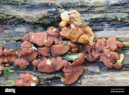 Attēlu rezultāti vaicājumam “Hypocrea rufa”