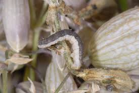 Attēlu rezultāti vaicājumam “Eupithecia venosata”