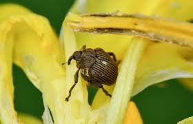 Attēlu rezultāti vaicājumam “Mononychus punctumalbum”