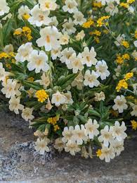 Attēlu rezultāti vaicājumam “Lophozia longiflora”