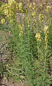 Image result for Linaria vulgaris