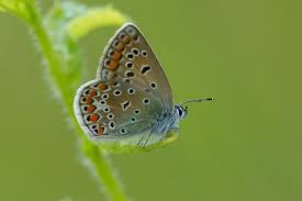 Attēlu rezultāti vaicājumam “Polyommatus icarus female”