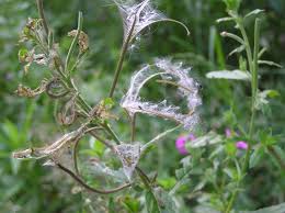 Attēlu rezultāti vaicājumam “Epilobium hirsutum leaf”