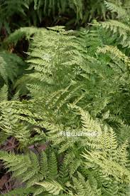Attēlu rezultāti vaicājumam “Dryopteris expansa”