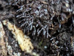 Attēlu rezultāti vaicājumam “Stemonitopsis typhina young”