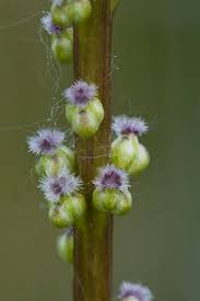 Attēlu rezultāti vaicājumam “Juncaginaceae”
