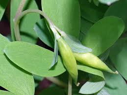 Attēlu rezultāti vaicājumam “Corydalis intermedia fruit”