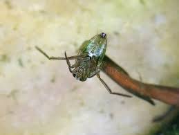 Attēlu rezultāti vaicājumam “Notonecta glauca”