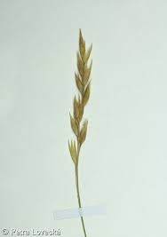 Attēlu rezultāti vaicājumam “Danthonia decumbens fruit”