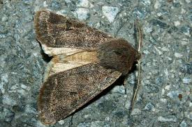 Attēlu rezultāti vaicājumam “Orthosia populeti”