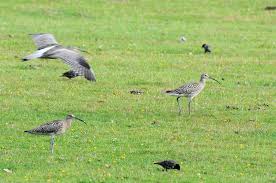 Attēlu rezultāti vaicājumam “Numenius phaeopus”