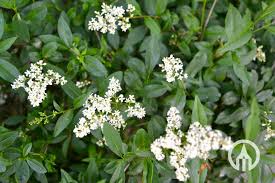 Attēlu rezultāti vaicājumam “Ligustrum vulgare”